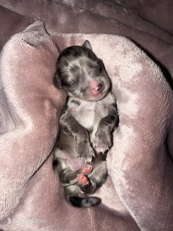 Black & Silver Merle – Miniature Schnauzer puppy for sale in Easley, SC