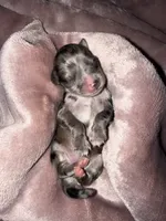 Black & Silver Merle, a female Miniature Schnauzer for sale in Easley, SC – 1 of 6