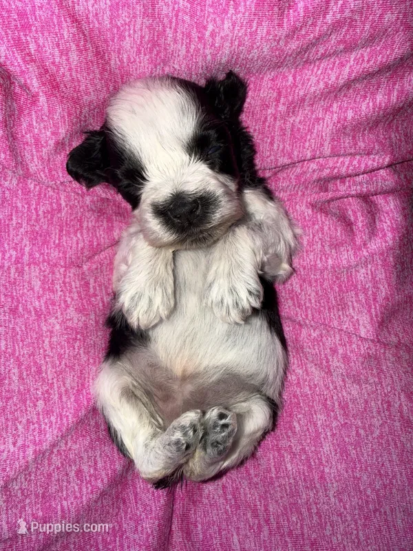 Black Roan Parti toy blue eyes – Miniature Schnauzer puppy for sale in Easley, SC