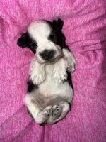 Black Roan Parti toy blue eyes, a female Miniature Schnauzer for sale in Easley, SC – Photo 1 of 7