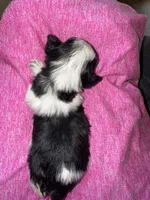 Black Roan Parti toy blue eyes, a female Miniature Schnauzer for sale in Easley, SC – Photo 6 of 7