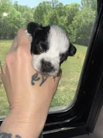 Black Roan Parti toy blue eyes, a female Miniature Schnauzer for sale in Easley, SC – Photo 3 of 7