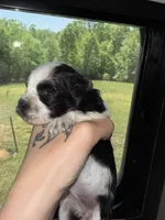 Black Roan Parti toy blue eyes, a female Miniature Schnauzer for sale in Easley, SC – Photo 4 of 7