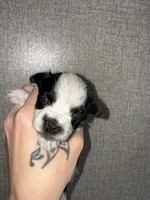 Black Roan Parti toy blue eyes, a female Miniature Schnauzer for sale in Easley, SC – Photo 2 of 7