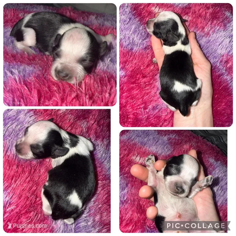 Black Parti Toy  – Miniature Schnauzer puppy for sale in Easley, SC