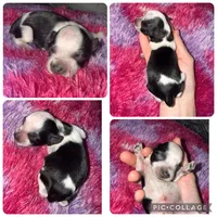 Black Parti Toy , a female Miniature Schnauzer for sale in Easley, SC – Photo 1 of 2