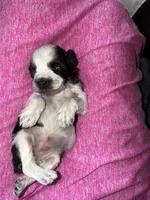 Black Roan Parti toy blue eyes, a female Miniature Schnauzer for sale in Easley, SC – Photo 5 of 7