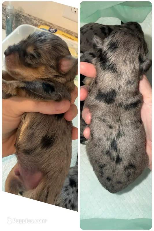 Plantom Blue Merle male – Miniature Schnauzer puppy for sale in Easley, SC