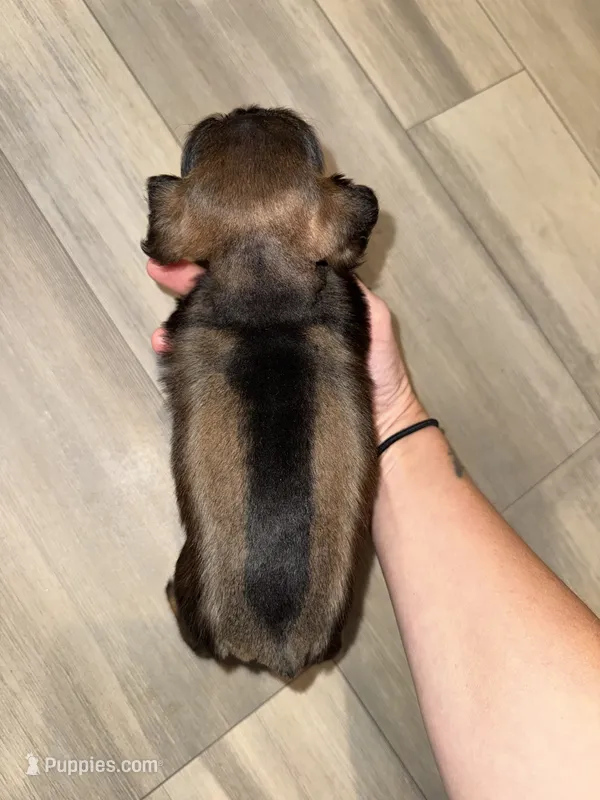 Salt & Pepper w/ Red intensity – Miniature Schnauzer puppy for sale in Easley, SC
