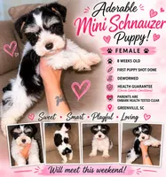 Liver&tan Parti, a female Miniature Schnauzer for sale in Easley, SC – 1 of 7