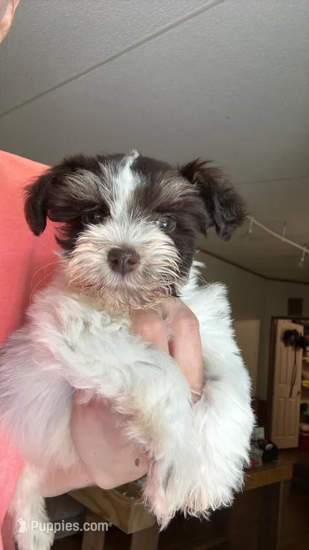 Liver & Tan Parti – Miniature Schnauzer puppy for sale in Easley, SC
