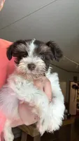 Liver & Tan Parti, a male Miniature Schnauzer for sale in Easley, SC – 1 of 5