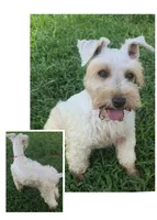 Black & White, a female Miniature Schnauzer for sale in Easley, SC – 3 of 4
