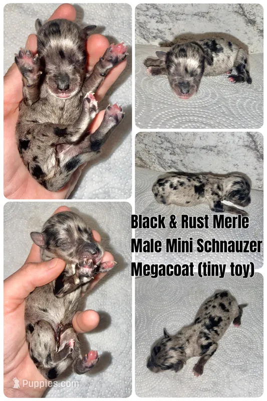 Black & Rust Merle male – Miniature Schnauzer puppy on hold in Easley, SC