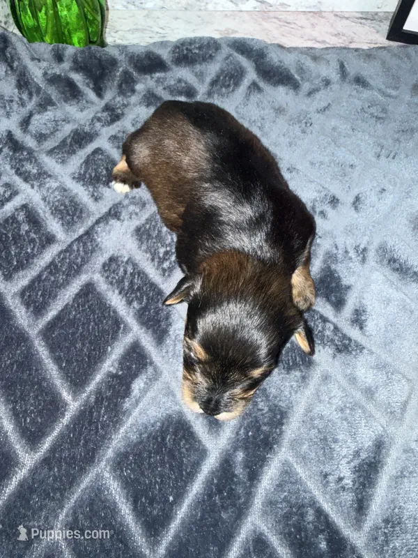 Salt & Pepper w/ Red intensity – Miniature Schnauzer puppy for sale in Easley, SC
