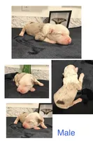 Red Merle Male, a male Australian Shepherd for sale in Easley, SC – 2 of 4