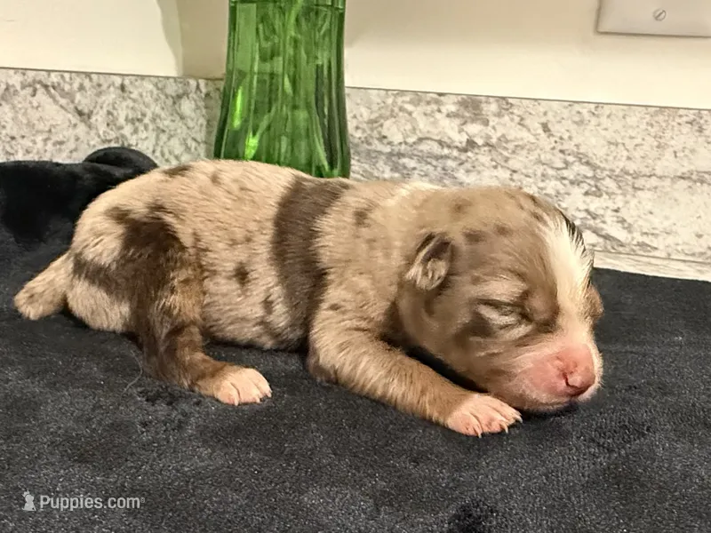Red Merle Female  – Australian Shepherd puppy on hold in Easley, SC
