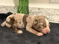 Red Merle Female , a female Australian Shepherd for sale in Easley, SC – 1 of 4