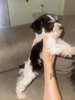 Liver&tan Parti, a female Miniature Schnauzer for sale in Easley, SC – 4 of 7