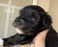 Black Parti Blue eyes, a female Miniature Schnauzer for sale in Easley, SC – 5 of 7
