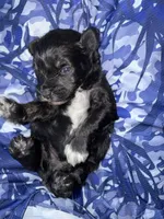 Black & silver blue eye, a male Miniature Schnauzer for sale in Easley, SC – Photo 4 of 6