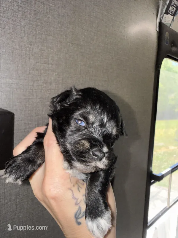 Black & silver blue eye – Miniature Schnauzer puppy for sale in Easley, SC