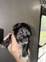 Black & silver blue eye, a male Miniature Schnauzer for sale in Easley, SC – Photo 1 of 6