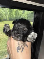 Black & silver blue eye, a male Miniature Schnauzer for sale in Easley, SC – Photo 3 of 6