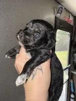 Black & silver blue eye, a male Miniature Schnauzer for sale in Easley, SC – Photo 5 of 6