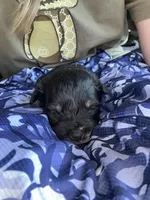 Black & silver blue eye, a male Miniature Schnauzer for sale in Easley, SC – Photo 2 of 6