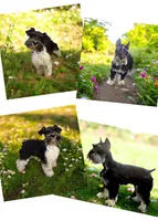 Black & silver , a male Miniature Schnauzer for sale in Easley, SC – Photo 2 of 2