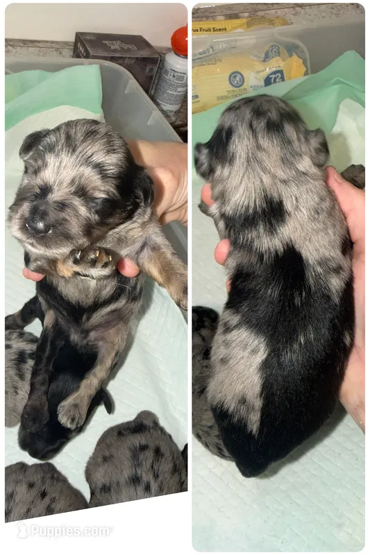 Black &  Rust Merle male – Miniature Schnauzer puppy for sale in Easley, SC