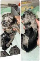 Black &  Rust Merle male, a male Miniature Schnauzer for sale in Easley, SC – 1 of 4