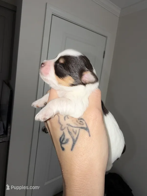 Parti Liver Rust – Miniature Schnauzer puppy for sale in Easley, SC
