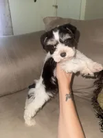 Liver&tan Parti, a female Miniature Schnauzer for sale in Easley, SC – 2 of 7