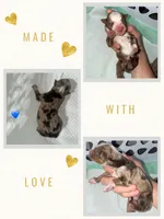Red Merle , a male Australian Shepherd for sale in Easley, SC – 1 of 3