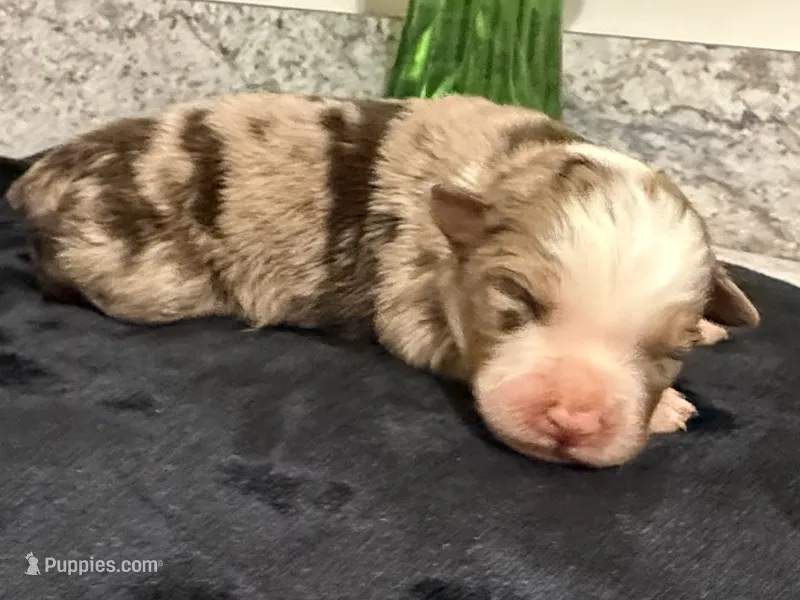 Red Merle male  – Australian Shepherd puppy on hold in Easley, SC