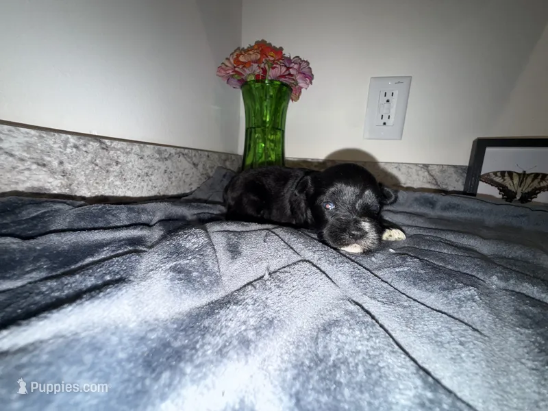 Black & White Blue eyes – Miniature Schnauzer puppy for sale in Easley, SC