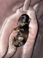 Salt & Pepper w/ Red intensity, a male Miniature Schnauzer for sale in Easley, SC – 2 of 5