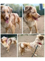 Chocolate & white Female Blue eyes, a female Australian Shepherd for sale in Easley, SC – 2 of 3