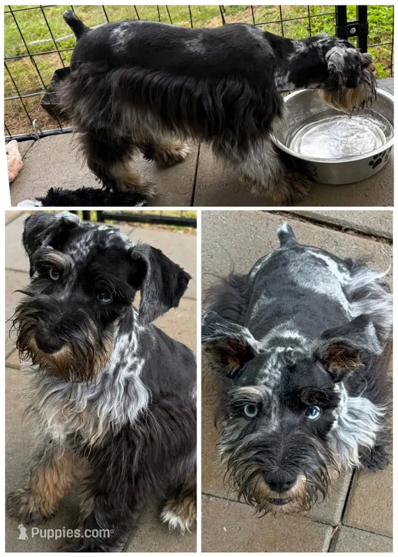 Beau-Black&Silver Merle – Miniature Schnauzer puppy for sale in Easley, SC