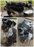 Beau-Black&Silver Merle, a male Miniature Schnauzer for sale in Easley, SC – 1 of 2