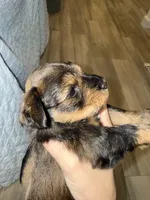 Red Pepper, a male Miniature Schnauzer for sale in Easley, SC – 3 of 6