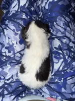 Liver & Tan Parti, a male Miniature Schnauzer for sale in Easley, SC – Photo 5 of 7