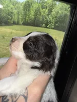 Liver & Tan Parti, a male Miniature Schnauzer for sale in Easley, SC – Photo 3 of 7