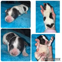 Liver Parti, a male Miniature Schnauzer for sale in Easley, SC – Photo 1 of 2