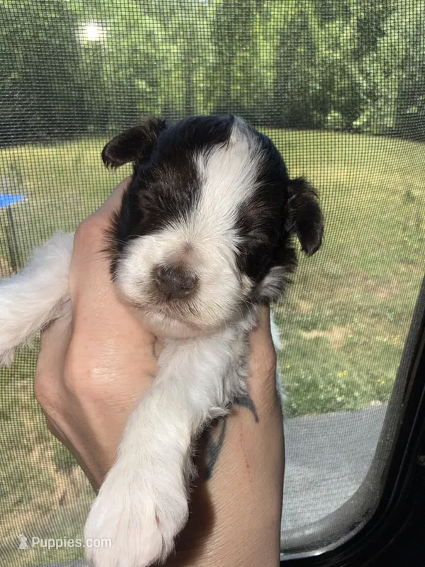 Liver & Tan Parti – Miniature Schnauzer puppy for sale in Easley, SC
