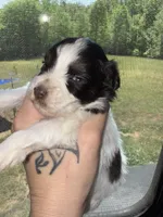 Liver & Tan Parti, a male Miniature Schnauzer for sale in Easley, SC – Photo 4 of 7