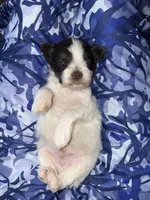 Liver & Tan Parti, a male Miniature Schnauzer for sale in Easley, SC – Photo 6 of 7