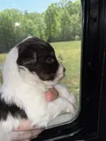 Liver & Tan Parti, a male Miniature Schnauzer for sale in Easley, SC – Photo 2 of 7